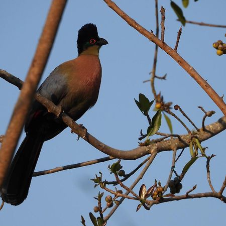 Dagama Dam - White River - Kestrel - House 21 외부 사진