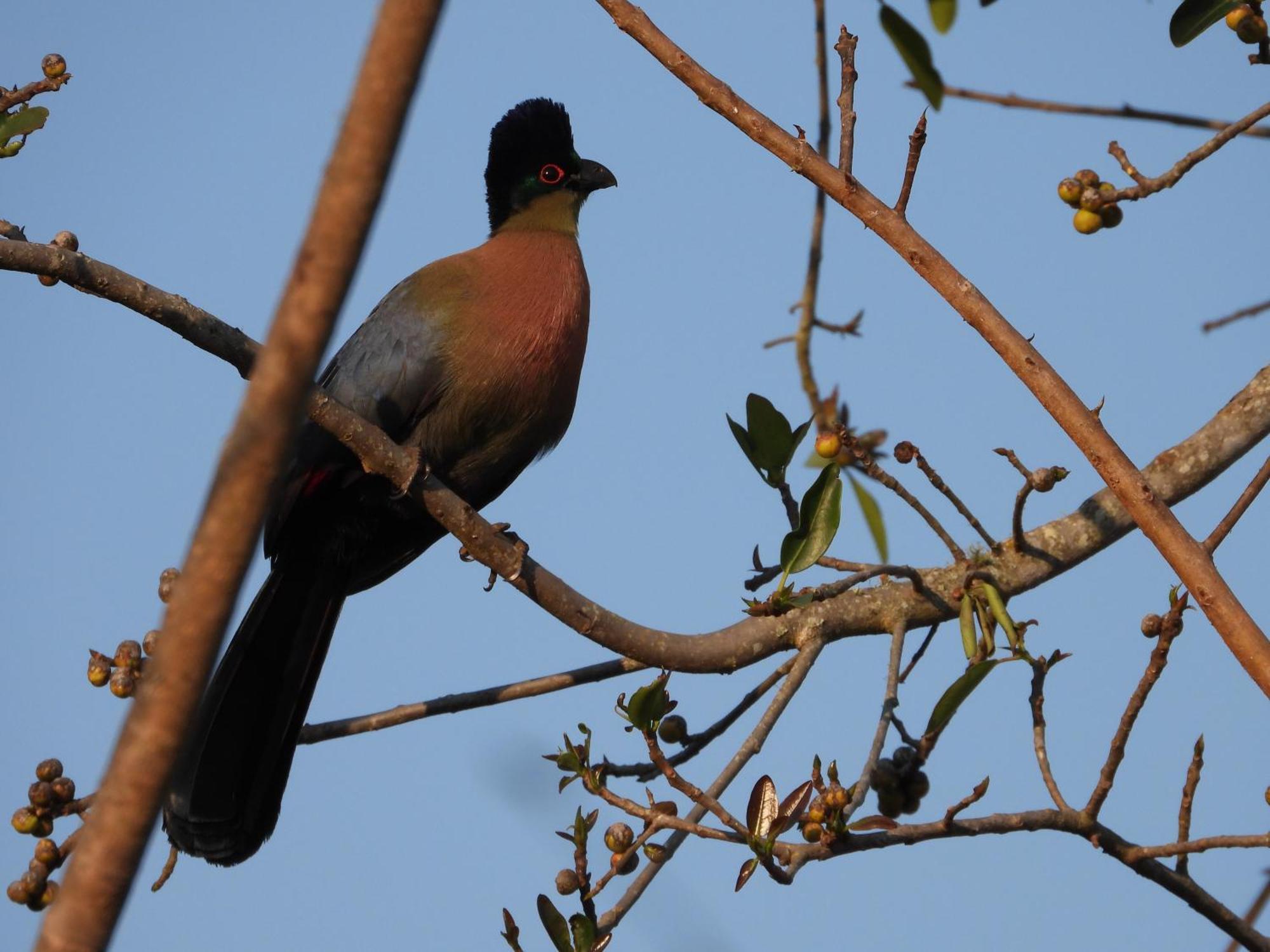 Dagama Dam - White River - Kestrel - House 21 외부 사진